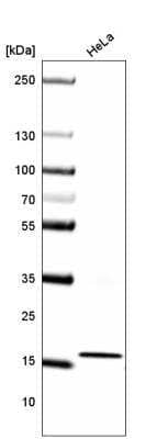 Western Blot: HIST1H3A Antibody (CL4967) [NBP2-61150]