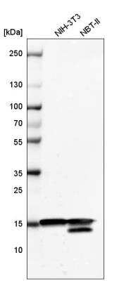 Western Blot: HIST1H3A Antibody (CL4967) [NBP2-61150]