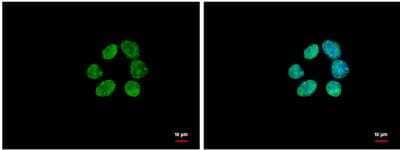 Immunocytochemistry/ Immunofluorescence: HIST1H3A Antibody [NBP2-16842]