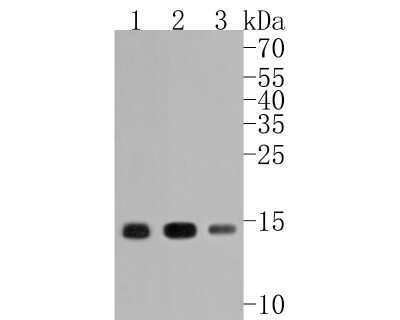 Western Blot: HIST1H3A Antibody (JU43-26) [NBP2-75522]