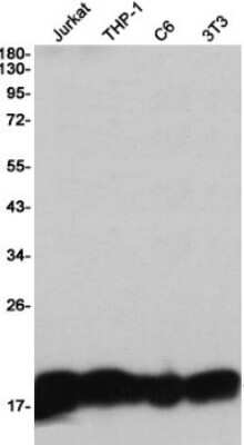 Western Blot: HIST1H3A Antibody (S06-4I8) [NBP3-14941]