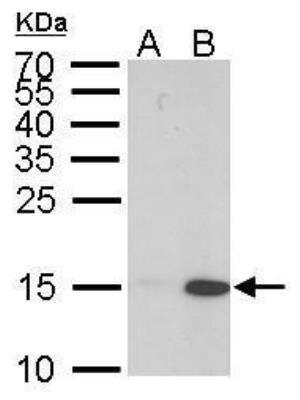 Western Blot: HIST1H3A Antibody [NBP2-16837]