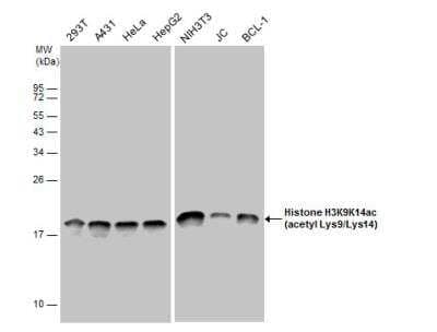 Western Blot: HIST1H3A Antibody [NBP2-16837]