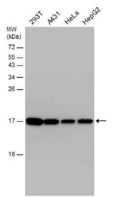 Western Blot: HIST1H3A Antibody [NBP2-16838]