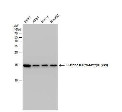 Western Blot: HIST1H3A Antibody [NBP2-16841]