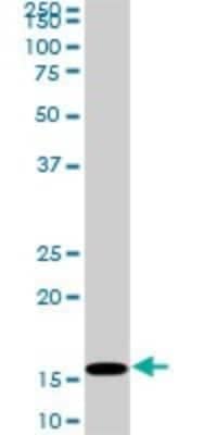 Western Blot: HIST1H3D Antibody (1D8) [H00008351-M01]