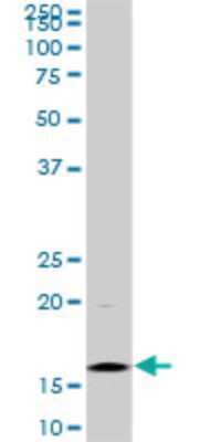 Western Blot: HIST1H3D Antibody (1D8) [H00008351-M01]