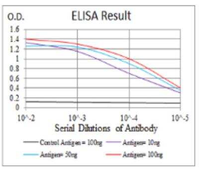 ELISA: HIST2H3A Antibody (6D3B9) - BSA Free [NBP2-52483]