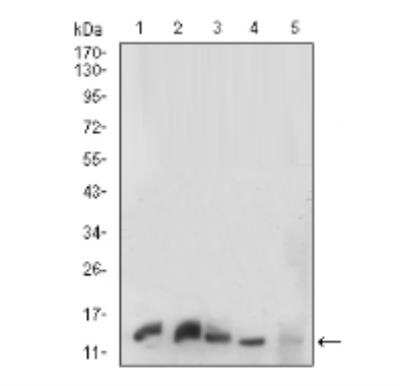 Western Blot: HIST2H3A Antibody (6D3B9)BSA Free [NBP2-52483]