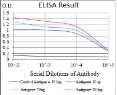 ELISA: HIST3H3 Antibody (4E9B11) - BSA Free [NBP2-52482]