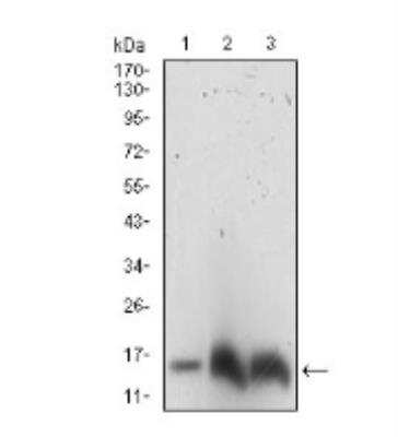 Western Blot: HIST3H3 Antibody (4E9B11)BSA Free [NBP2-52482]