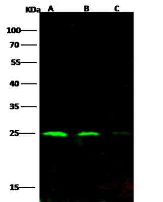 Western Blot: HIV-1 Gag p24 Antibody [NBP3-06466]