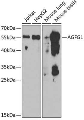 Western Blot: HIV-1 Rev binding protein AntibodyBSA Free [NBP3-03419]