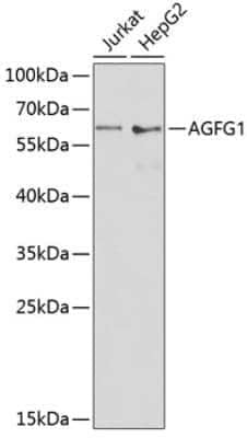 Western Blot: HIV-1 Rev binding protein AntibodyBSA Free [NBP3-03420]