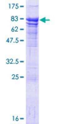 SDS-PAGE: Recombinant Human HIV-1 Rev binding protein GST (N-Term) Protein [H00003267-P01]