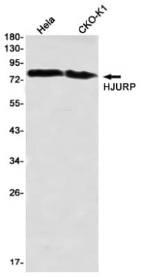 Western Blot: HJURP Antibody (S08-4B7) [NBP3-19874]