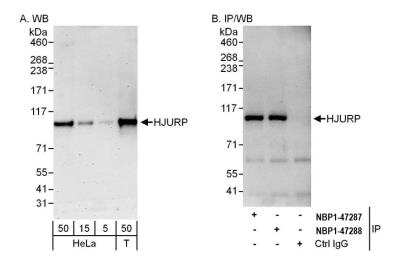 Western Blot: HJURP Antibody [NBP1-47287]