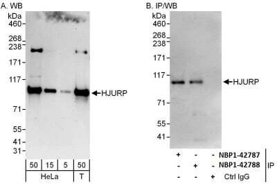 Western Blot: HJURP Antibody [NBP1-47288]