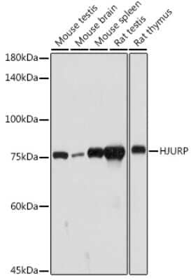 Western Blot: HJURP AntibodyAzide and BSA Free [NBP3-15970]