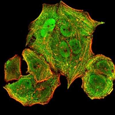 Immunocytochemistry/ Immunofluorescence: HLA B Antibody (2G7B10) - BSA Free [NBP2-61871]