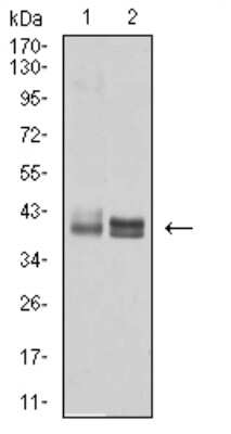 Western Blot: HLA B Antibody (2G7B10)BSA Free [NBP2-61871]