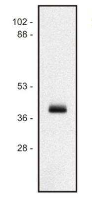 Western Blot: HLA Class I Antibody (MEM-147)BSA Free [NB500-411]