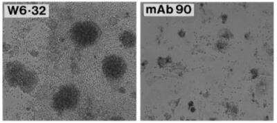 Functional: HLA Class I Antibody (mAb90) [DDX0250P-100]