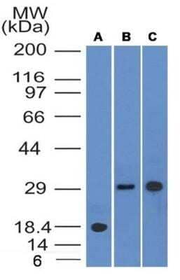 Western Blot: HLA DMA Antibody (5C9NB)Azide Free [NBP2-44301]