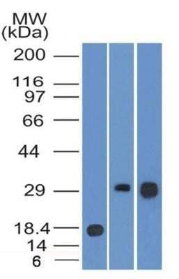 Western Blot: HLA DMA Antibody (6B12NB)Azide Free [NBP2-44304]