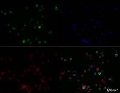 Immunocytochemistry/ Immunofluorescence: HLA DMA Antibody (6B12NB) - BSA Free [NBP2-44302]