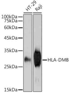 Western Blot: HLA DMB Antibody (3C2X4) [NBP3-15325]