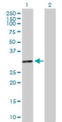 Western Blot: HLA DOA Antibody [H00003111-B01P]