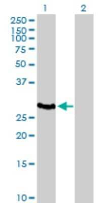 Western Blot: HLA DOA Antibody [H00003111-B02P]