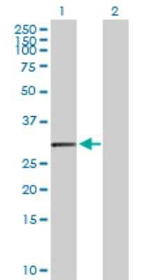 Western Blot: HLA DOA Antibody [H00003111-D01P]