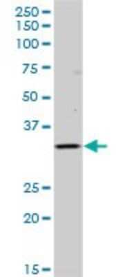 Western Blot: HLA DOB Antibody [H00003112-B01P]