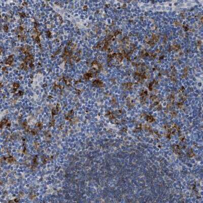 Immunohistochemistry-Paraffin: HLA DPA Antibody [NBP1-89689]