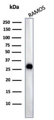 Western Blot: HLA DQ/DR/DP Antibody (CR3/43)Azide and BSA Free [NBP2-54507]