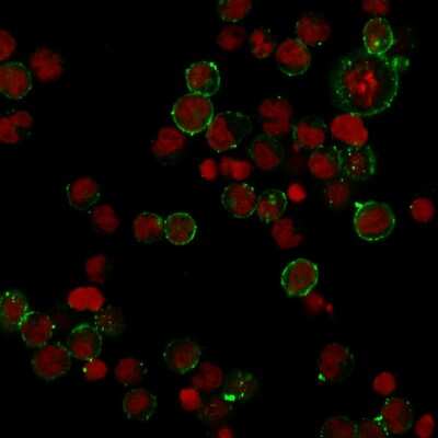 Immunocytochemistry/ Immunofluorescence: HLA DPB1 Antibody (HLA-DPB1/2862R) - Azide and BSA Free [NBP3-08719]