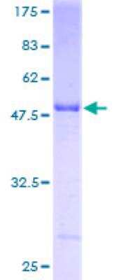 SDS-PAGE: Recombinant Human HLA DPB1 GST (N-Term) Protein [H00003115-P01]