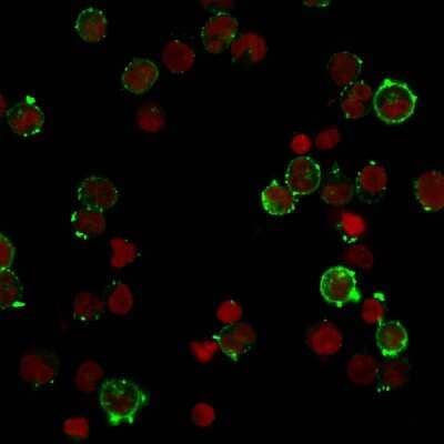 Immunocytochemistry/ Immunofluorescence: HLA DQ Antibody (HLA-DQA1/2866R) - Azide and BSA Free [NBP3-08747]