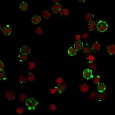 Immunocytochemistry/ Immunofluorescence: HLA DQ Antibody (HLA-DQA1/2866R) [NBP3-07732]