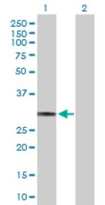 Western Blot: HLA DQ Antibody [H00003117-D01P]