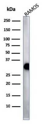 Western Blot: HLA DQ/DR/DP Antibody (HLA-Pan/2967R)Azide and BSA Free [NBP2-79843]