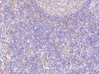 Immunohistochemistry-Paraffin: HLA DQA1 Antibody [NBP2-97828]