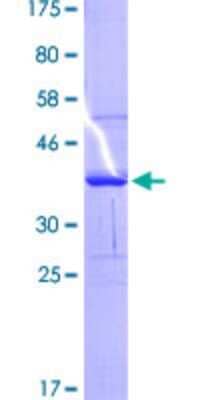 SDS-PAGE: Recombinant Human HLA DQB1 GST (N-Term) Protein [H00003119-Q01]