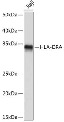 Western Blot: HLA-DR Antibody (4Y9Y8) [NBP3-15337]