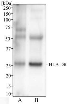 Western Blot: HLA-DR Antibody (L243)Azide and BSA Free [NBP2-80773]