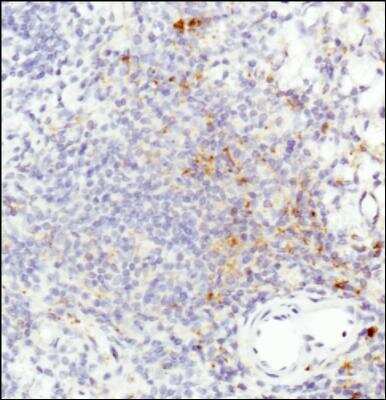 Immunohistochemistry-Paraffin: HLA-DR Antibody (L243) - BSA Free [NB100-77855]