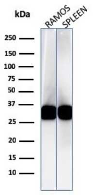 Western Blot: HLA-DR Antibody (LN-3)Azide and BSA Free [NBP2-47670]