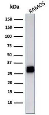 Western Blot: HLA-DR Antibody (LN-3)Azide and BSA Free [NBP2-47670]